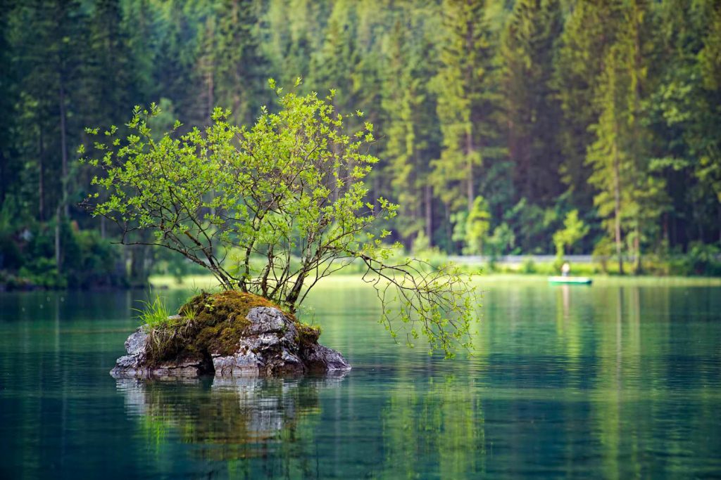 Nature lake with a tree
